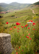 biodynamie.jpg