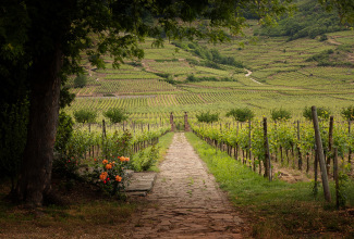 clos chemin.jpg
