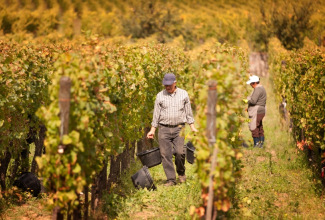 clos grand cru vendange.jpg