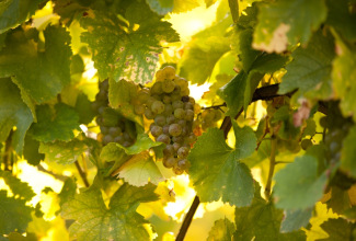 grappe ombre vendange.jpg