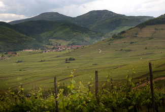 vigne coteaux.jpg