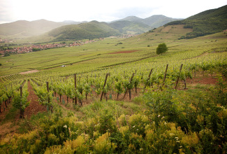 coteaux grand cru.jpg
