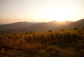 matin soleil coteaux.jpg