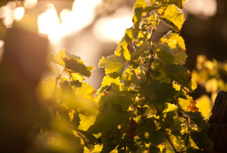 vigne ombre lumière.jpg